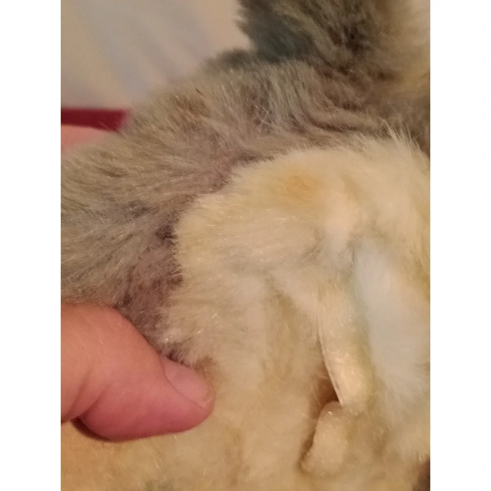 FurReal Friends Kitten Grey Long Haired Cat Tiger Hasbro Vintage Robotic Toy Pet